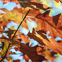 Buy canvas prints of Autumn colors of Northern red oak tree leaves in closeup. by Kristof Bellens