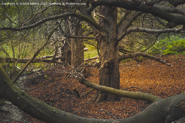 Autumn woodland view at Oude Landen nature park in Ekeren, Belgium Picture Board by Kristof Bellens