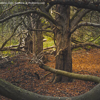 Buy canvas prints of Autumn woodland view at Oude Landen nature park in Ekeren, Belgium by Kristof Bellens