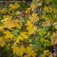 Buy canvas prints of Acer campestre or field maple during fall with autumn colors by Kristof Bellens