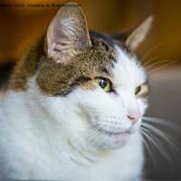 Buy canvas prints of close-up shot of a cat, domestic pet by Kristof Bellens