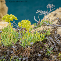Buy canvas prints of Crithmum maritimum or commonly known as Rock Samphire growing on the cliffs of the coast in Algarve, Portugal. by Kristof Bellens