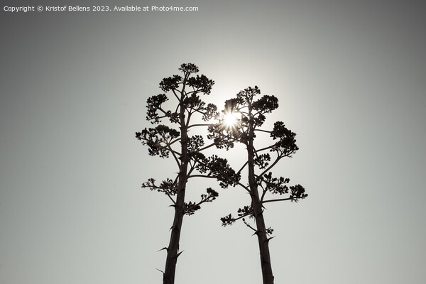 Two Agave salmiana vertical floral stem in silhouette with gray toning. Picture Board by Kristof Bellens