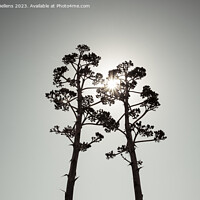 Buy canvas prints of Two Agave salmiana vertical floral stem in silhouette with gray toning. by Kristof Bellens