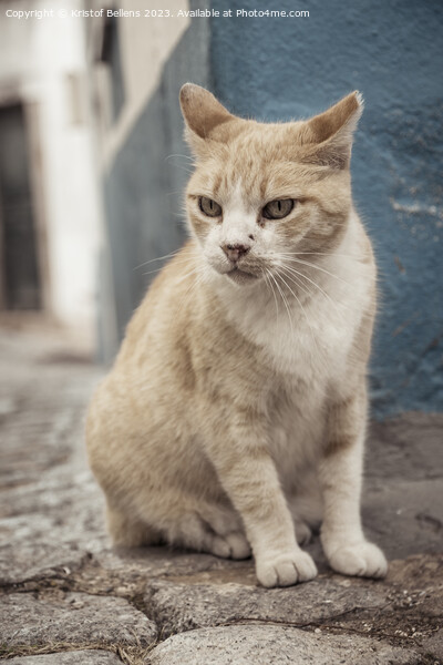 Vertical shot of a grumpy straycat in the cobblestoned streets of Monchique in Algarve, Portugal. Picture Board by Kristof Bellens