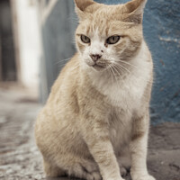Buy canvas prints of Vertical shot of a grumpy straycat in the cobblestoned streets of Monchique in Algarve, Portugal. by Kristof Bellens