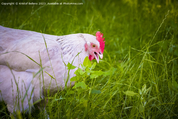 Free roaming white chicken picking and eating grass Picture Board by Kristof Bellens