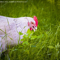 Buy canvas prints of Free roaming white chicken picking and eating grass by Kristof Bellens