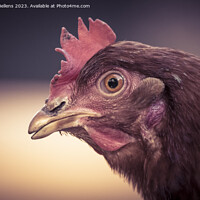 Buy canvas prints of Close-up of brown domestic chicken head. by Kristof Bellens
