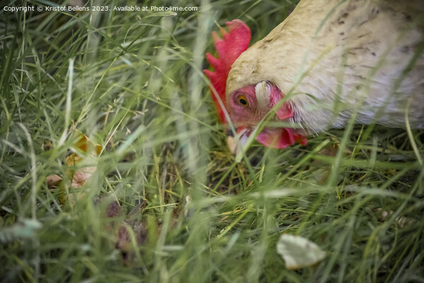 Free roaming chicken picking and eating grass Picture Board by Kristof Bellens
