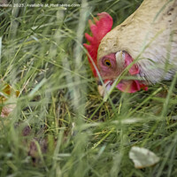 Buy canvas prints of Free roaming chicken picking and eating grass by Kristof Bellens