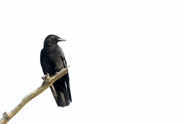 Black crow sitting on a branch of a dead tree. Picture Board by Kristof Bellens