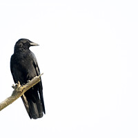 Buy canvas prints of Black crow sitting on a branch of a dead tree. by Kristof Bellens