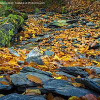 Buy canvas prints of Autumn forest scene with colored foliage and flowing water between rocks by Kristof Bellens