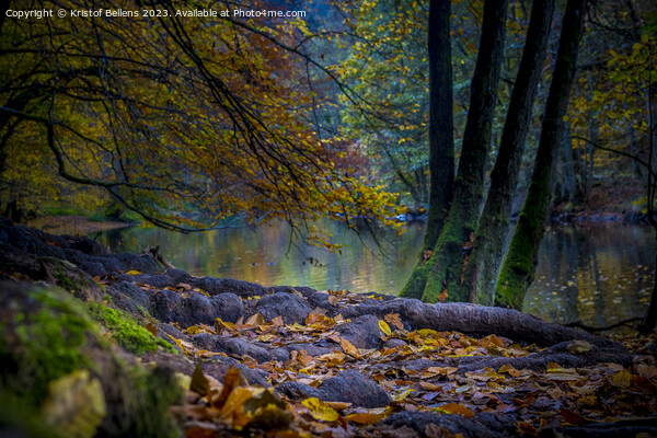 Autumn Ourthe river scene in the woodlands of the Ardennes in Wallonia, Belgium. Picture Board by Kristof Bellens