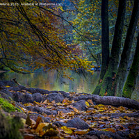 Buy canvas prints of Autumn Ourthe river scene in the woodlands of the Ardennes in Wallonia, Belgium. by Kristof Bellens