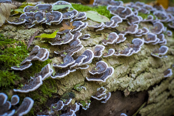 Turkey tail mushroom growing on a tree log in the forest Picture Board by Kristof Bellens