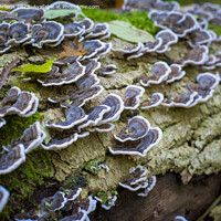 Buy canvas prints of Turkey tail mushroom growing on a tree log in the forest by Kristof Bellens
