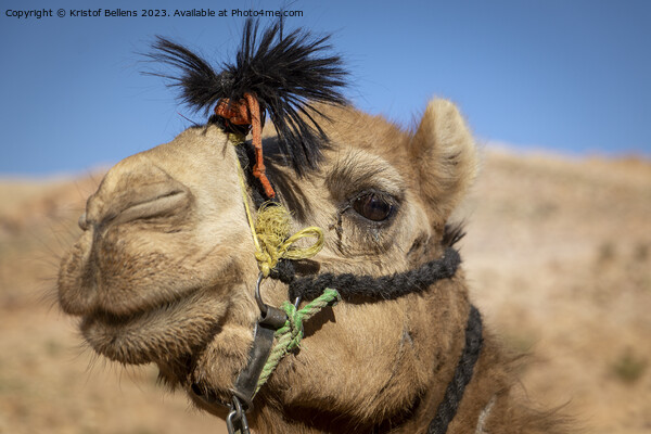 Close-up and detail of camel head with riding ropes, desert hill in background, blurred out and out of focus Picture Board by Kristof Bellens