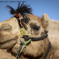 Buy canvas prints of Close-up and detail of camel head with riding ropes, desert hill in background, blurred out and out of focus by Kristof Bellens