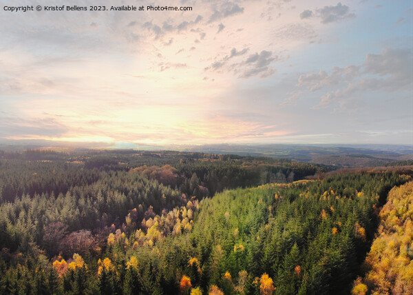 Dramatic aerial sunset over the pine tree forest in autumn in the Ardennes, Belgium. Picture Board by Kristof Bellens
