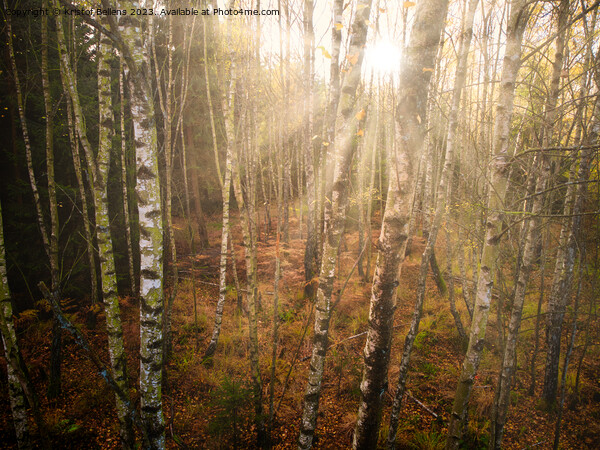 Dense birch tree forest in autumn, sunrays, directly shot at the sun Picture Board by Kristof Bellens