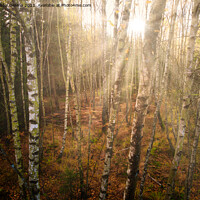 Buy canvas prints of Dense birch tree forest in autumn, sunrays, directly shot at the sun by Kristof Bellens