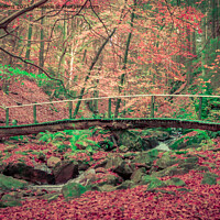 Buy canvas prints of Foot bridge over a creek in the forest during a hike in autumn. by Kristof Bellens