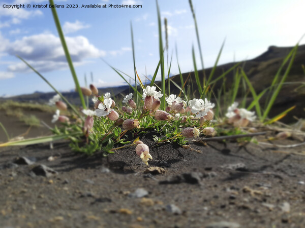 Silene uniflora, commonly known as sea campion, part of the pink family Caryophyllaceae Picture Board by Kristof Bellens