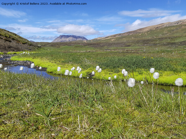 Scheuchzer's cottongrass, or white cottongrass, Eriophorum scheuchzeri in a Icelandic landscape Picture Board by Kristof Bellens