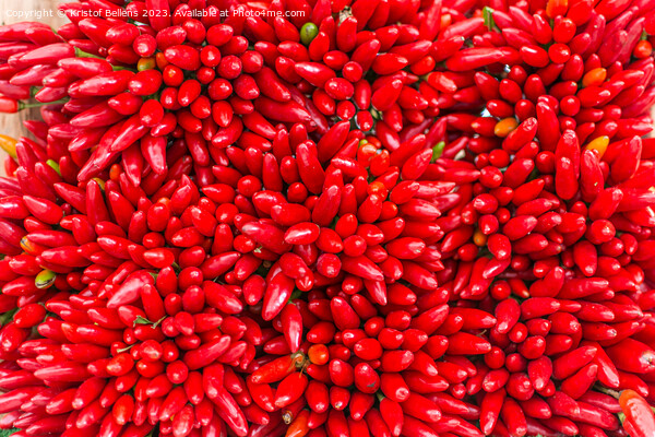 Bunches of red hot chilli peppers in close-up Picture Board by Kristof Bellens
