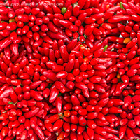 Buy canvas prints of Bunches of red hot chilli peppers in close-up by Kristof Bellens