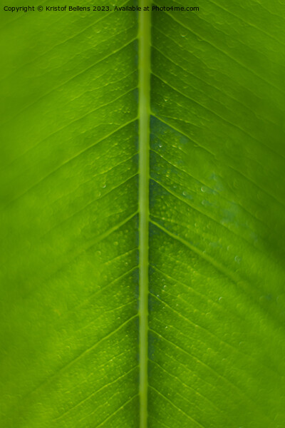 Vertical macro, extreme close-up, shot of a green ficus leaf showing nerves and cells Picture Board by Kristof Bellens