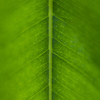 Buy canvas prints of Vertical macro, extreme close-up, shot of a green ficus leaf showing nerves and cells by Kristof Bellens