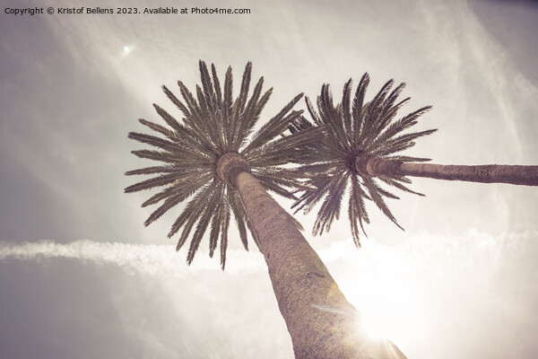 Low angle view on palm trees in a tropical travel  Picture Board by Kristof Bellens