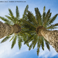 Buy canvas prints of Low angle view on two palm trees shot directly into the sun. by Kristof Bellens