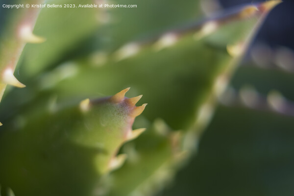 Extreme close-up shot of the spikes an thorns of an aloe perfoliata or mitre aloe, also commonly named Rubble Aloe Picture Board by Kristof Bellens