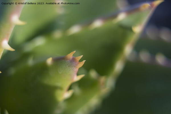 Extreme close-up shot of the spikes an thorns of an aloe perfoliata or mitre aloe, also commonly named Rubble Aloe Picture Board by Kristof Bellens
