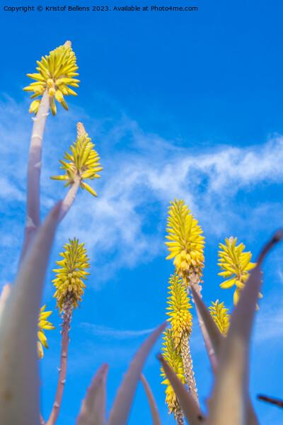 Vertical low angle field shot of yellow Aloe Vera flowers in spring Picture Board by Kristof Bellens