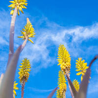 Buy canvas prints of Vertical low angle field shot of yellow Aloe Vera flowers in spring by Kristof Bellens