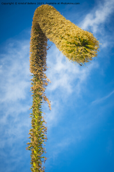 View on a foxtail agave flower, or latin name Agave attenuata. Also called lion's tale or swan's neck agave Picture Board by Kristof Bellens