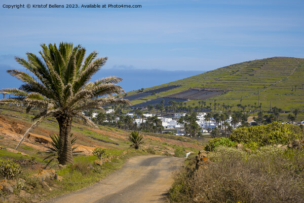 View on Haria on Lanzarote and the valley of the thousand palms. Picture Board by Kristof Bellens