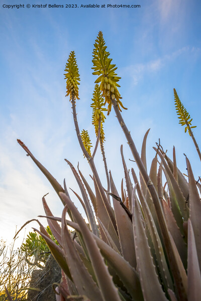 Vertical low angle field shot of yellow Aloe Vera flowers in spring Picture Board by Kristof Bellens