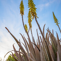 Buy canvas prints of Vertical low angle field shot of yellow Aloe Vera flowers in spring by Kristof Bellens
