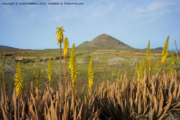 Springtime on Lanzarote, with volcanic landscape view on mount Guenia and Agave flowers in the foreground. Picture Board by Kristof Bellens