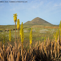 Buy canvas prints of Springtime on Lanzarote, with volcanic landscape view on mount Guenia and Agave flowers in the foreground. by Kristof Bellens