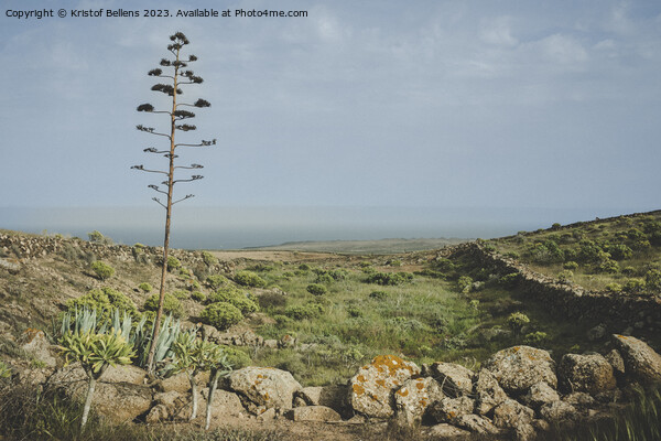 Canary Island of Lanzarote springtime nature landscape Picture Board by Kristof Bellens
