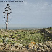 Buy canvas prints of Canary Island of Lanzarote springtime nature landscape by Kristof Bellens