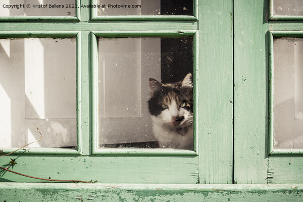 Domestic housecat looking through the glass of a weathered green window Picture Board by Kristof Bellens