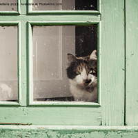 Buy canvas prints of Domestic housecat looking through the glass of a weathered green window by Kristof Bellens